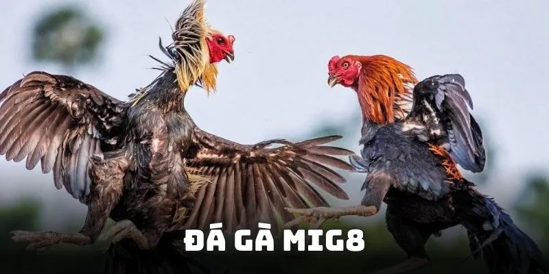 Đá Gà Mig8 - Các cược với các kèo chọi gà online uy tín